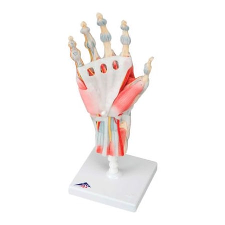 Fabrication Enterprises 3B Anatomical Model - Hand Skeleton with Removable Ligaments & Muscles, 4-Part 958002